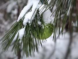 Winterweihnacht im Zschonergrundbad