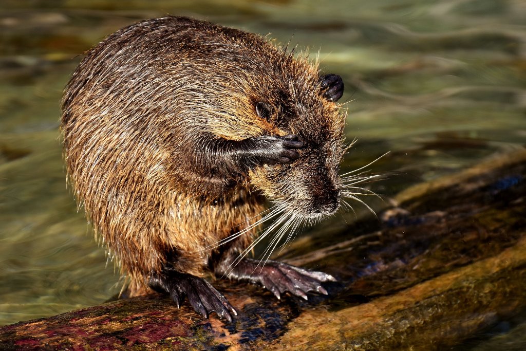 Nutria kaufen dresden